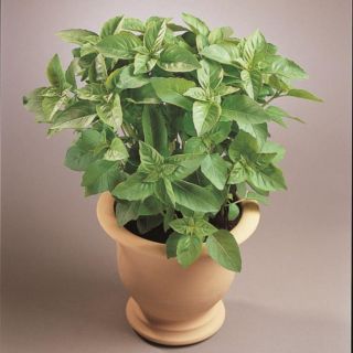 Compra ALBAHACA MASSILIA (25 gr.). en la tienda online Fito Agrícola