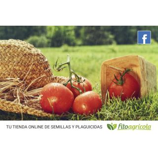 Compra TOMATE FAUSTYNO F1 (1000 Semillas). en la tienda online Fito Agrícola