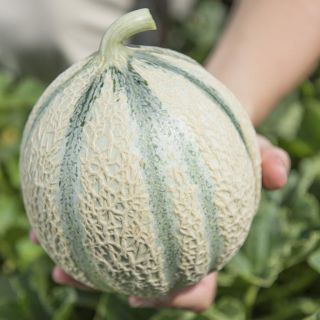 Compra MELÓN TONGA F1 (1000 Semillas). en la tienda online Fito Agrícola