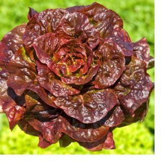 Compra LECHUGA RIVALE Pildorada (5.000 Semillas) en la tienda online Fito Agrícola