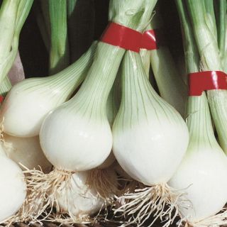 Compra CEBOLLA DE REBOUILLON (25 gr.). en la tienda online Fito Agrícola