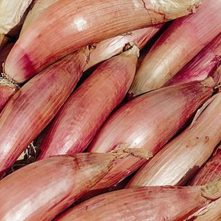 Compra CEBOLLA ROUGE DE FLORENCE SIMIANE (500 gr.). en la tienda online Fito Agrícola