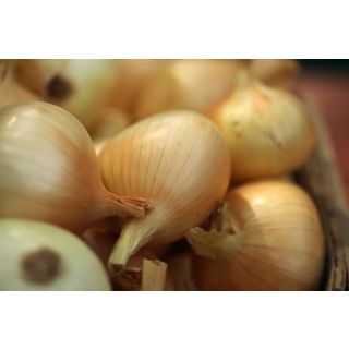 Compra CEBOLLA JAUNE DES CEVENNES (100 gr.). en la tienda online Fito Agrícola
