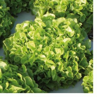 Compra LECHUGA PARINICE BIO Pildorada (5.000 Semillas) en la tienda online Fito Agrícola