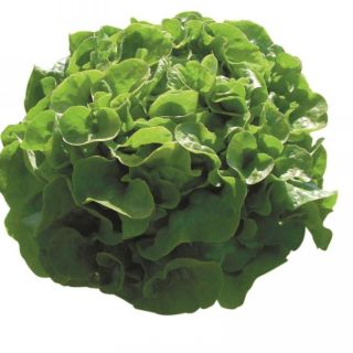 Compra LECHUGA PANISSE Pildorada (5.000 Semillas) en la tienda online Fito Agrícola