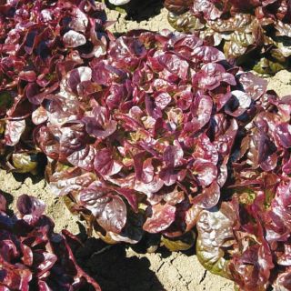 Compra LECHUGA ELUARDE Pildorada (5.000 Semillas) en la tienda online Fito Agrícola