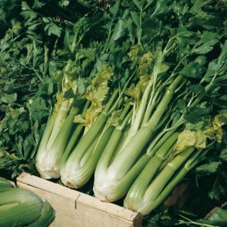 Compra APIO D'ELNE MEDICIS (25 gr.). en la tienda online Fito Agrícola