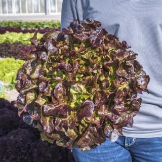 Compra LECHUGA CAMARDE Pildorada (5.000 Semillas) en la tienda online Fito Agrícola