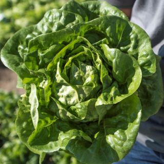 Compra LECHUGA ELECTRA Pildorada (5.000 Semillas) en la tienda online Fito Agrícola