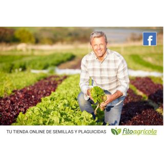 Compra LECHUGA SENNA Pildorada (5.000 Semillas) en la tienda online Fito Agrícola