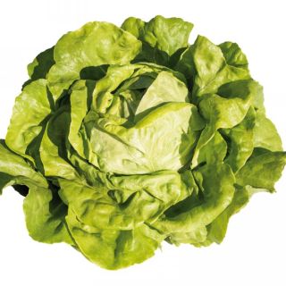 Compra LECHUGA POMERY Pildorada (5.000 Semillas) en la tienda online Fito Agrícola