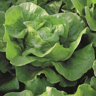 Compra LECHUGA ICARO Pildorada (5.000 Semillas) en la tienda online Fito Agrícola