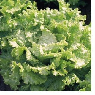 Compra LECHUGA STORINA BIO pildorada (5.000 Semillas) en la tienda online Fito Agrícola