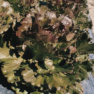 Compra LECHUGA MANADE Pildorada (5.000 Semillas) en la tienda online Fito Agrícola