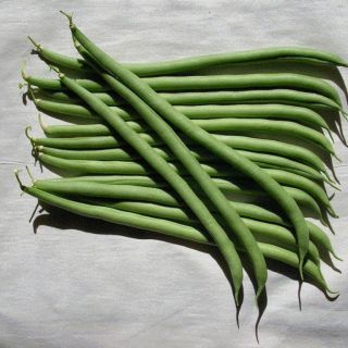 Compra JUDÍA VESPERAL BIO (2.500 Semillas) en la tienda online Fito Agrícola