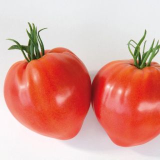 Compra TOMATE CAURALINA F1 BIO (1000 Semillas). en la tienda online Fito Agrícola