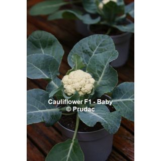 Compra COLIFLOR BABY F1 (1000 Semillas) en la tienda online Fito Agrícola