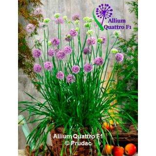 Compra ALLIUM QUATTRO F1 (1.000 Semillas) en la tienda online Fito Agrícola