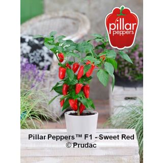 Compra PIMIENTO SWEET RED F1 (1000 Semillas) en la tienda online Fito Agrícola