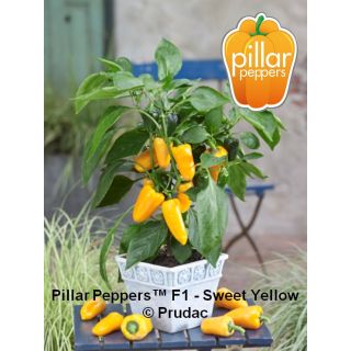 Compra PIMIENTO SWEET YELLOW F1 (1000 Semillas) en la tienda online Fito Agrícola