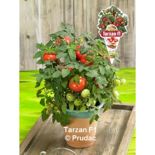 Compra TOMATE TARZAN F1 (1000 Semillas) en la tienda online Fito Agrícola