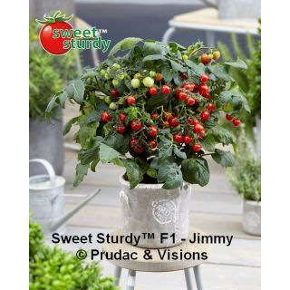 Compra TOMATE JIMMY F1 (1000 Semillas). en la tienda online Fito Agrícola