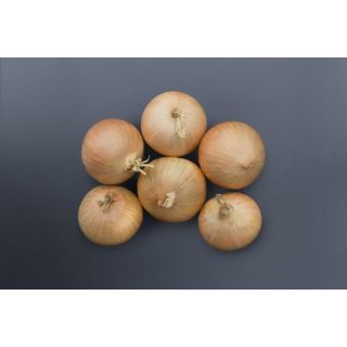 Compra CEBOLLA BRIDGER F1 Precisión (250.000 semillas) en la tienda online Fito Agrícola