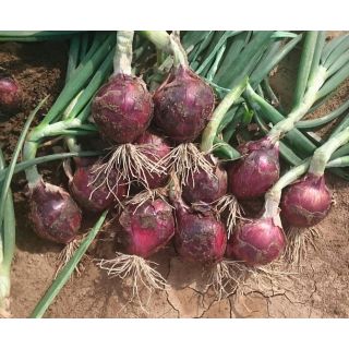 Compra CEBOLLA RED SPRING F1 Precisión (250.000 semillas) en la tienda online Fito Agrícola