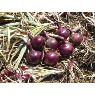 Compra CEBOLLA RED FLAME F1 Precisión (250.000 Semillas) en la tienda online Fito Agrícola