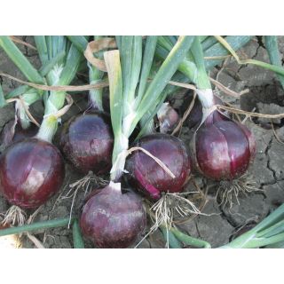 Compra CEBOLLA RED LABEL F1 Precisión (250.000 Semillas). en la tienda online Fito Agrícola