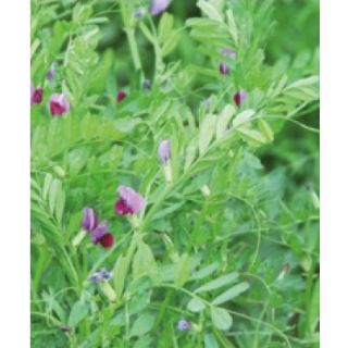 Compra VEZA SATIVA MAXIVESA R1 (25 Kgr.) en la tienda online Fito Agrícola