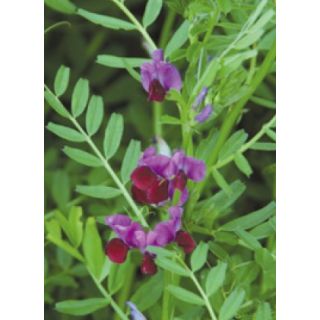 Compra VEZA SATIVA GRAVESA 81 R1 (25 Kgr.) en la tienda online Fito Agrícola