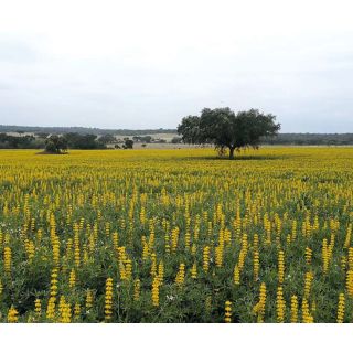 Compra ALTRAMUZ TREMOSILLA COMUN R1 (25 Kgr.). en la tienda online Fito Agrícola