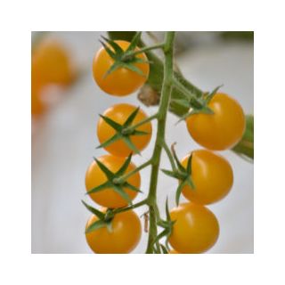 Compra TOMATE FLAMANTYNO F1 (1000 Semillas). en la tienda online Fito Agrícola