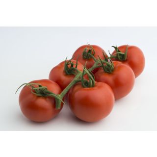 Compra TOMATE SOTOGRANDE F1 (1.000 Semillas) en la tienda online Fito Agrícola