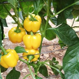 Compra PIMIENTO EVOKE F1 (1000 Semillas). en la tienda online Fito Agrícola