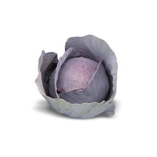 Compra COL LOMBARDA RONDALE F1 Calibrada (2.500 Semillas) en la tienda online Fito Agrícola