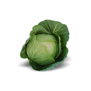 Compra COL CABBICE F1 Calibrada (2.500 Semillas) en la tienda online Fito Agrícola