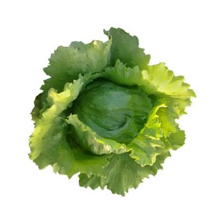 Compra LECHUGA BRISAMAR Pildorada (25.000 Semillas). en la tienda online Fito Agrícola