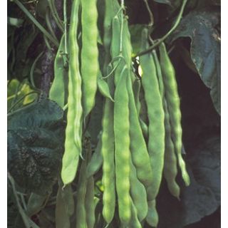 Compra JUDÍA MÚSICA (2000 Semillas) en la tienda online Fito Agrícola