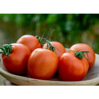 Compra TOMATE ADELADE F1 (1000 Semillas). en la tienda online Fito Agrícola