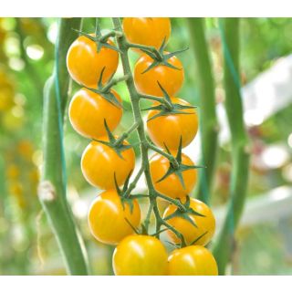 Compra TOMATE STARLOR F1 (1000 Semillas). en la tienda online Fito Agrícola