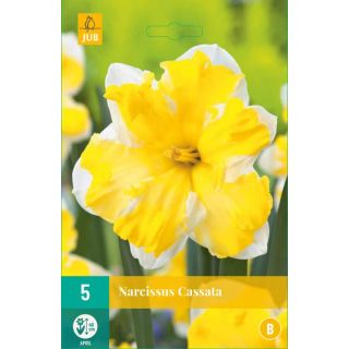 Compra NARCISOS CASSATA en la tienda online Fito Agrícola