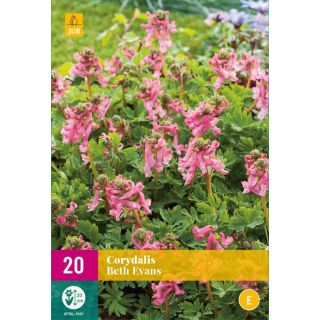 Compra CORYDALIS BETH EVANS XXL en la tienda online Fito Agrícola