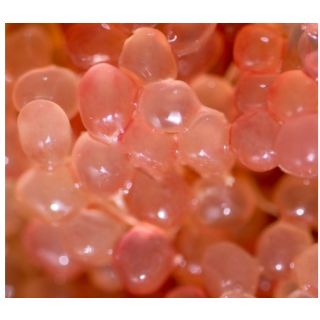 Compra CAVIAR CÍTRICO - 25 en la tienda online Fito Agrícola