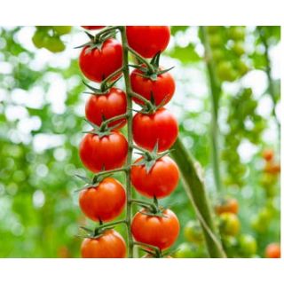 Compra TOMATE AKNETON F1 (1000 Semillas). en la tienda online Fito Agrícola