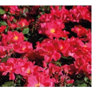 Compra ROSAL CASTELL D`ALAQUAS ® Fesario en la tienda online Fito Agrícola