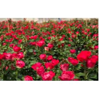 Compra ROSAL ZEPETI ® Meibenbino en la tienda online Fito Agrícola