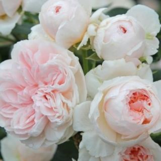 Compra ROSAL SABRINA ® - Meiptprius (Trepador) en la tienda online Fito Agrícola