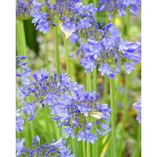 Compra AGAPANTHUS BLUE GIANT (25 Unid.). en la tienda online Fito Agrícola